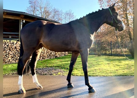 Koń hanowerski, Klacz, 5 lat, 166 cm, Skarogniada
