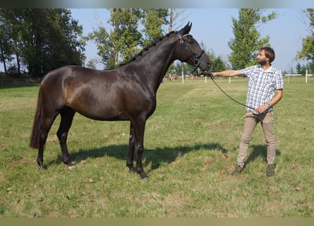 Koń hanowerski, Klacz, 5 lat, 167 cm, Kara