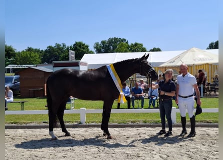 Koń hanowerski, Klacz, 5 lat, 167 cm, Kara