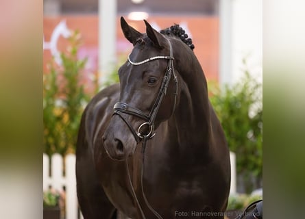 Koń hanowerski, Klacz, 5 lat, 167 cm, Kara