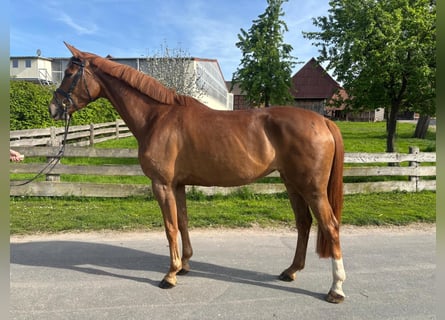 Koń hanowerski, Klacz, 5 lat, 167 cm, Kasztanowata