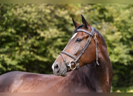 Koń hanowerski, Klacz, 5 lat, 168 cm, Ciemnogniada