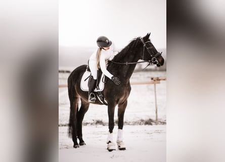 Koń hanowerski, Klacz, 5 lat, 168 cm, Ciemnogniada