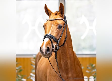 Koń hanowerski, Klacz, 5 lat, 168 cm, Ciemnokasztanowata