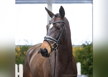 Koń hanowerski, Klacz, 5 lat, 168 cm, Gniada