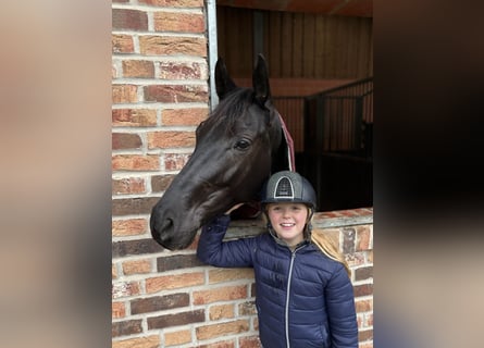 Koń hanowerski, Klacz, 5 lat, 168 cm, Kara