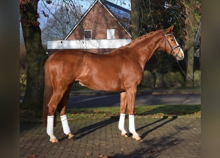 Koń hanowerski, Klacz, 5 lat, 168 cm, Kasztanowata