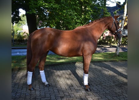 Koń hanowerski, Klacz, 5 lat, 168 cm, Kasztanowata