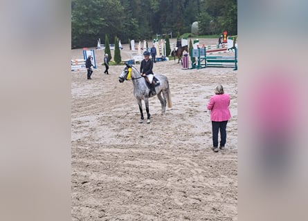 Koń hanowerski, Klacz, 5 lat, 168 cm, Siwa jabłkowita