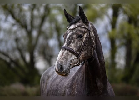Koń hanowerski, Klacz, 5 lat, 168 cm, Siwa