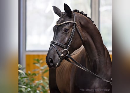 Koń hanowerski, Klacz, 5 lat, 169 cm, Kara