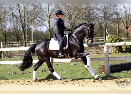 Koń hanowerski, Klacz, 5 lat, 169 cm, Kara