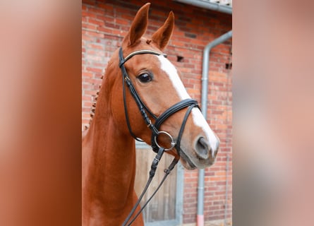 Koń hanowerski, Klacz, 5 lat, 169 cm, Kasztanowata