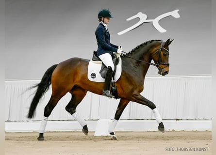 Koń hanowerski, Klacz, 5 lat, 169 cm, Kasztanowata