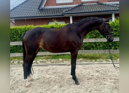 Koń hanowerski, Klacz, 5 lat, 169 cm, Skarogniada