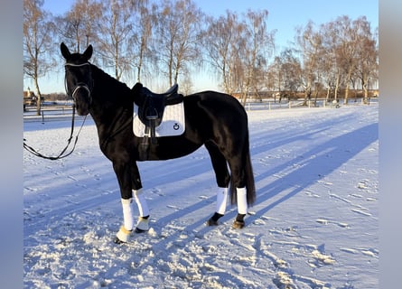 Koń hanowerski, Klacz, 5 lat, 170 cm, Ciemnogniada