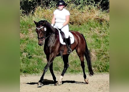 Koń hanowerski, Klacz, 5 lat, 170 cm, Ciemnogniada