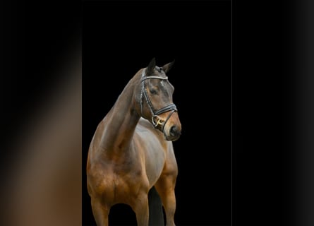 Koń hanowerski, Klacz, 5 lat, 170 cm, Ciemnogniada