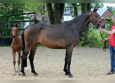 Koń hanowerski, Klacz, 5 lat, 170 cm, Gniada