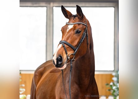 Koń hanowerski, Klacz, 5 lat, 170 cm, Gniada
