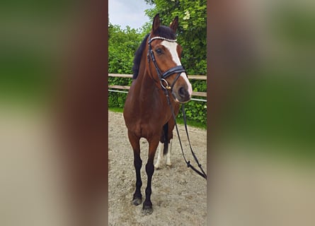 Koń hanowerski, Klacz, 5 lat, 170 cm, Gniada