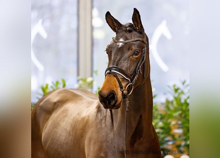 Koń hanowerski, Klacz, 5 lat, 170 cm, Gniada