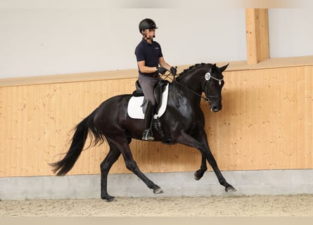 Koń hanowerski, Klacz, 5 lat, 170 cm, Kara