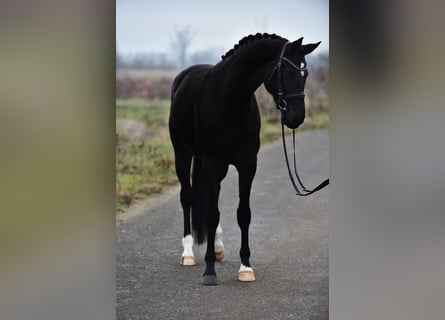 Koń hanowerski, Klacz, 5 lat, 170 cm, Kara