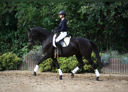 Koń hanowerski, Klacz, 5 lat, 170 cm, Kara