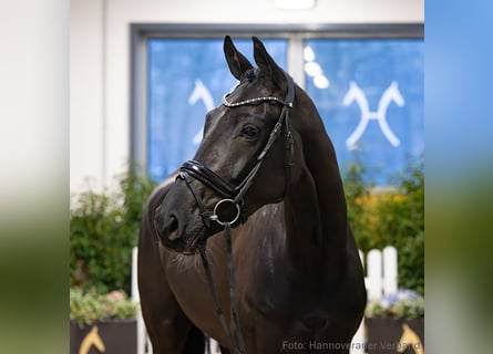 Koń hanowerski, Klacz, 5 lat, 170 cm, Kara