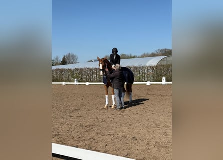 Koń hanowerski, Klacz, 5 lat, 170 cm, Kasztanowata
