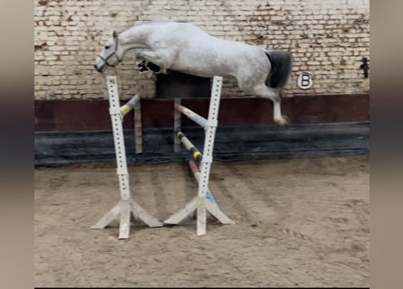 Koń hanowerski, Klacz, 5 lat, 170 cm, Siwa jabłkowita