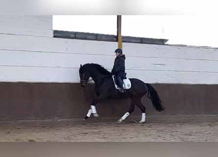 Koń hanowerski, Klacz, 5 lat, 171 cm, Ciemnogniada