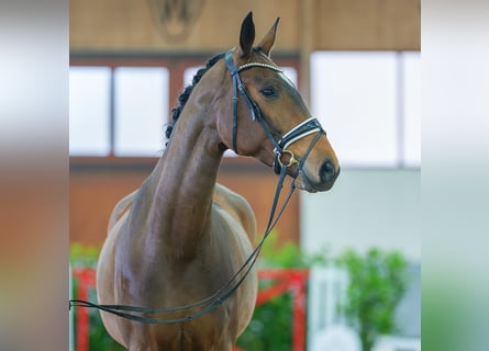 Koń hanowerski, Klacz, 5 lat, 171 cm, Ciemnogniada
