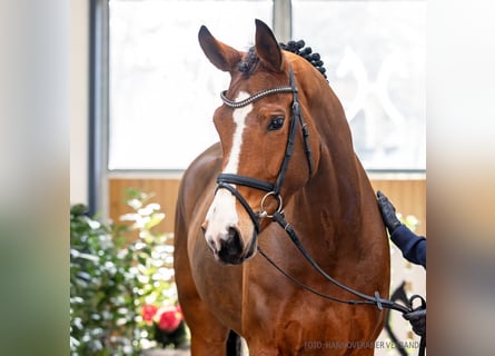 Koń hanowerski, Klacz, 5 lat, 171 cm, Gniada