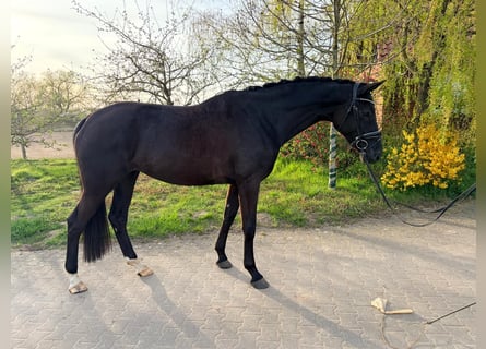 Koń hanowerski, Klacz, 5 lat, 171 cm, Kara