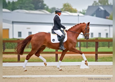 Koń hanowerski, Klacz, 5 lat, 171 cm, Kasztanowata