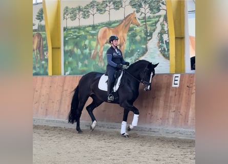 Koń hanowerski, Klacz, 5 lat, 172 cm, Kara