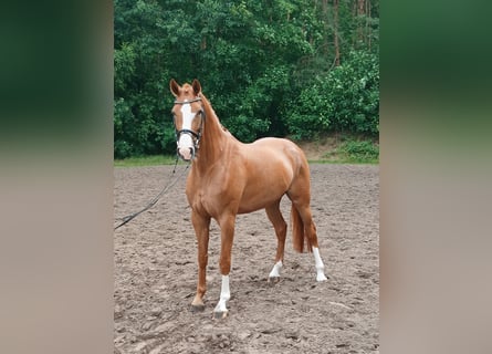 Koń hanowerski, Klacz, 5 lat, 172 cm, Kasztanowata