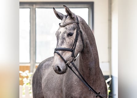 Koń hanowerski, Klacz, 5 lat, 172 cm, Siwa