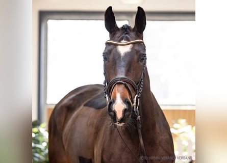 Koń hanowerski, Klacz, 5 lat, 173 cm, Ciemnogniada