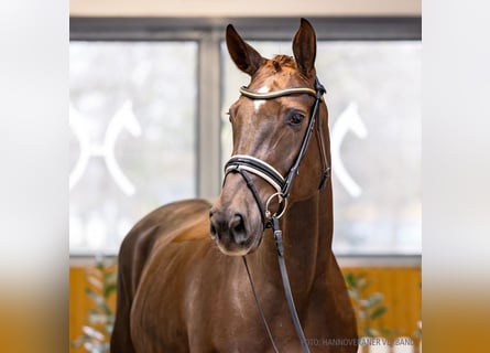Koń hanowerski, Klacz, 5 lat, 173 cm, Ciemnokasztanowata