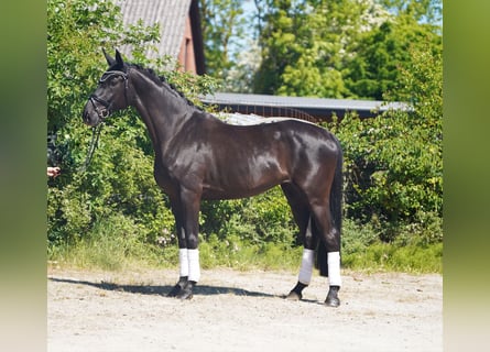 Koń hanowerski, Klacz, 5 lat, 173 cm, Kara