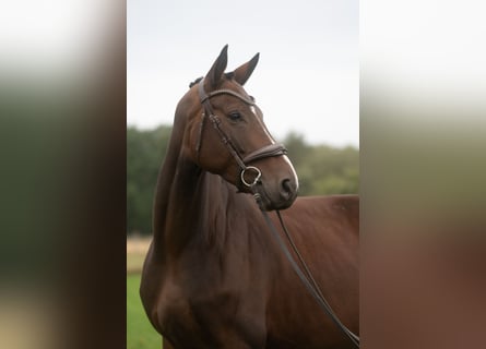 Koń hanowerski, Klacz, 5 lat, 174 cm, Ciemnogniada