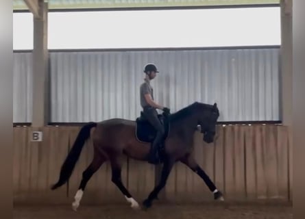 Koń hanowerski, Klacz, 5 lat, 174 cm, Gniada