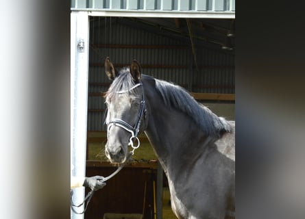 Koń hanowerski, Klacz, 5 lat, 174 cm, Kara