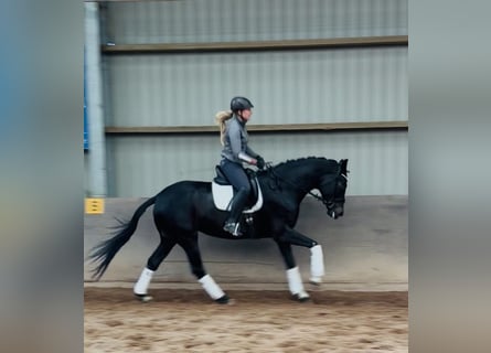 Koń hanowerski, Klacz, 5 lat, 175 cm, Skarogniada
