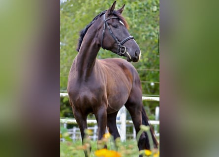 Koń hanowerski, Klacz, 5 lat, 177 cm, Kara