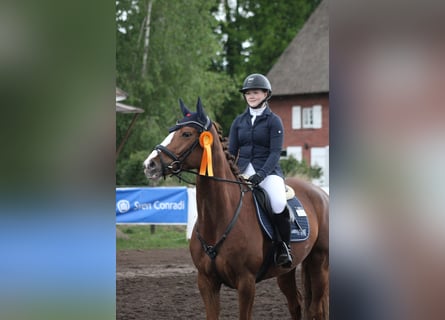 Koń hanowerski, Klacz, 6 lat, 162 cm, Kasztanowata