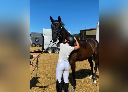Koń hanowerski, Klacz, 6 lat, 164 cm, Kara